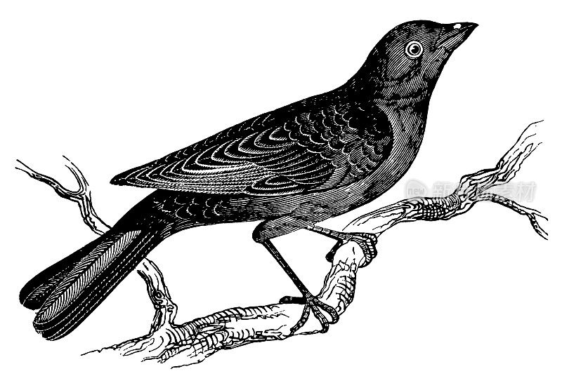 黑鸟|古董动物插图